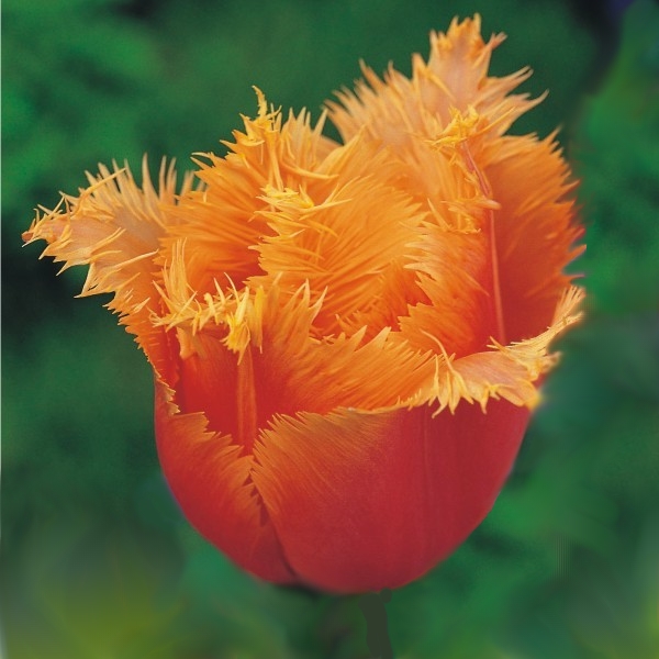 5-fig-2-fringed-tulips