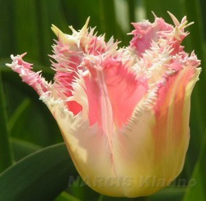 5a-fig-2-fringed-tulips