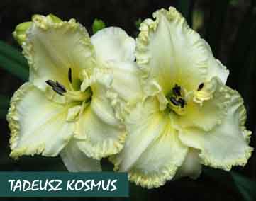 tadeuszkosmus1